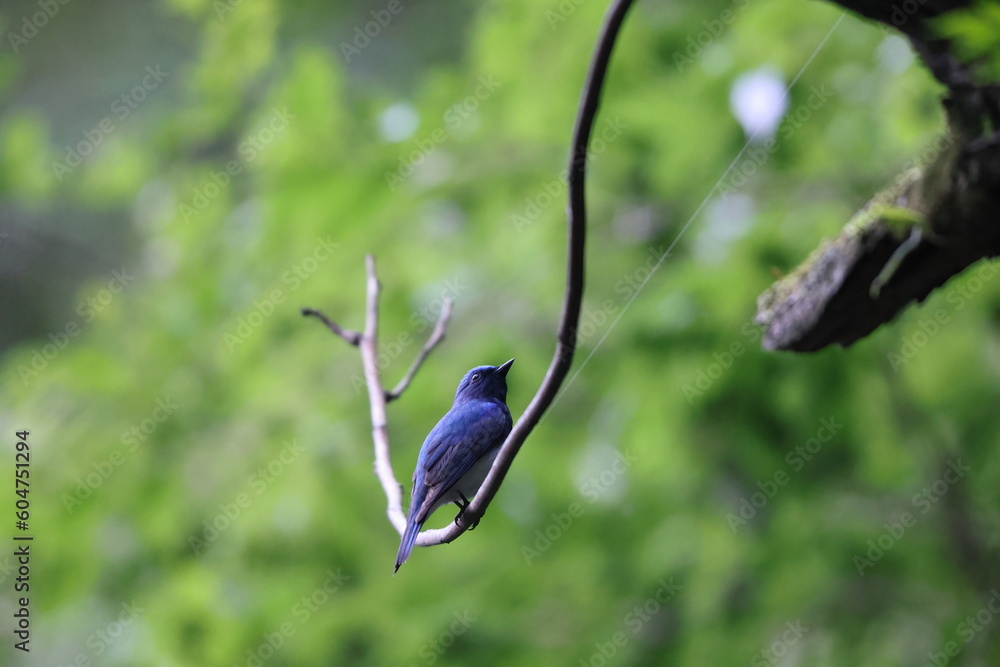 Wall mural Blue-and-White Flycatcher (Cyanoptila cyanomelana) male in Japan