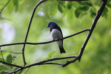 Blue-and-White Flycatcher (Cyanoptila cyanomelana) male in Japan