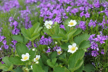 芝桜とイチゴの花
