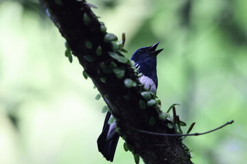 Blue-and-White Flycatcher (Cyanoptila cyanomelana) male in Japan