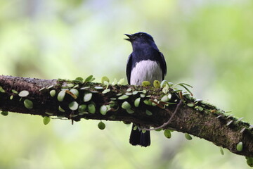 Blue-and-White Flycatcher (Cyanoptila cyanomelana) male in Japan