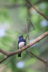 Obraz premium Blue-and-White Flycatcher (Cyanoptila cyanomelana) male in Japan