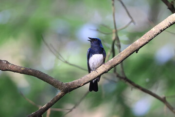 Blue-and-White Flycatcher (Cyanoptila cyanomelana) male in Japan