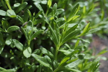 ラベンダーの若葉