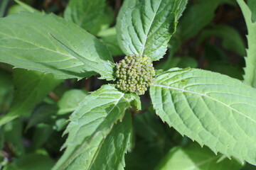 山アジサイ藍姫の蕾