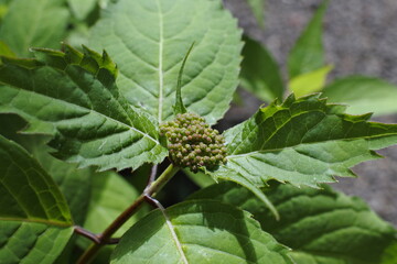 山アジサイ藍姫の蕾