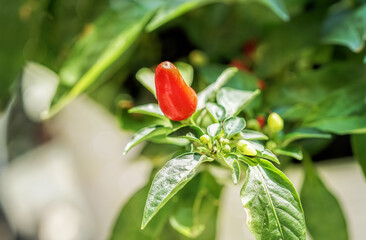 Trinidad Small Cherry Chilli peppers close up