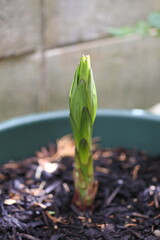 カサブランカの発芽