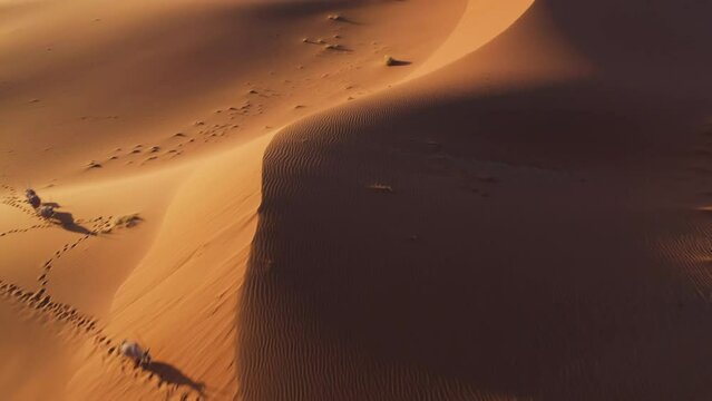Flying over Oryx Gemsbok walking across the Namib desert, sunny evening in Namibia - aerial view