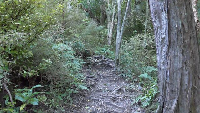 Slow walk across exposed tree roots in a podocarp forest - Ashley Gorge Loop Track (New Zealand)