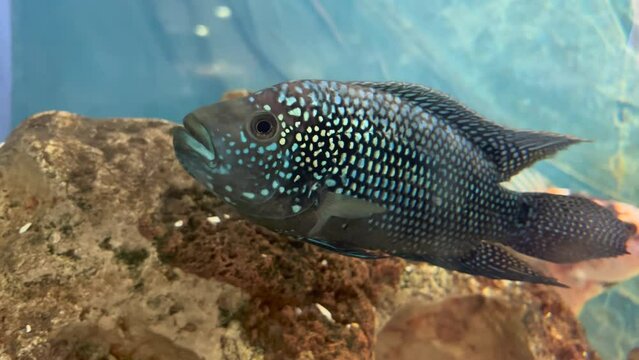Jewel fish in cichlid fish aquarium with super final blue background