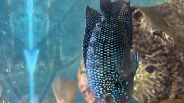 Jewel fish in aquarium with blue background and other cichlids.