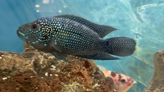 Jewel fish in cichlid fish aquarium with blue background