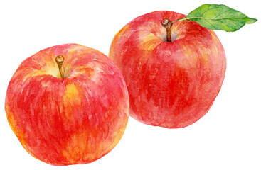 2つ並んだリンゴの実の水彩画イラスト