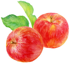 2つ並んだリンゴの実の水彩画イラスト　背景にリンゴの葉