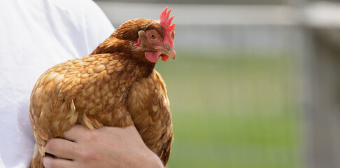 Chicken Hen, Farm-to-Table Joy.  A Person Embraces the Beauty of Raising a Brown Egg Laying Chicken as a Beloved Pet.  Photography. © touchedbylight