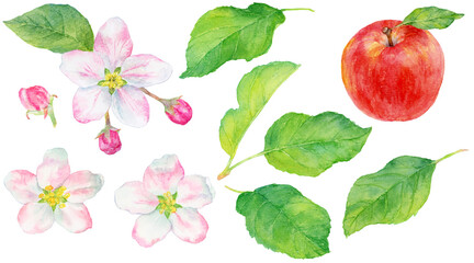 リンゴの葉と花の水彩画イラスト　素材集 © 中沢アサカ /Aasaka Y