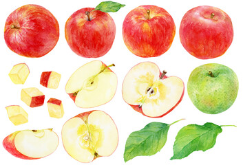 様々なリンゴの水彩画イラスト　カットされたリンゴや青りんごも含む　素材集