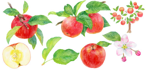 リンゴの実と枝葉の水彩画イラスト　素材集