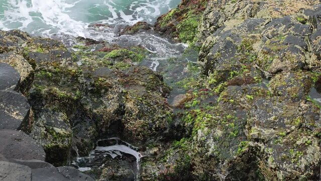 Rocky Shoreline with Mussels and Gooseneck Barnacles
