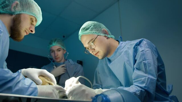 Slow motion shot of focused serious vet doctors during surgery operation in veterinary clinic. Vets doing surgery operation for pet in veterinary clinic 4K. Portraits of two concentrated male surgeons