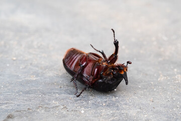 Insect beetle upside down on the floor