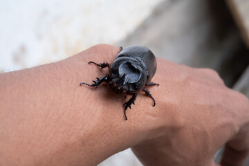 Rhinoceros beetle in man's hand