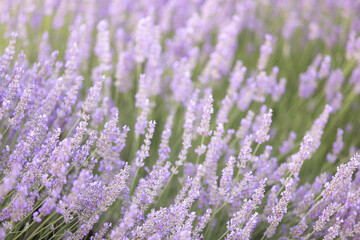 Fototapeta premium Lavender bushes closeup on sunset. Sunset gleam over purple flowers of lavender. Provence region of France.