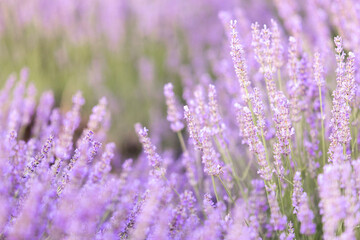 Lavender bushes closeup on sunset. Sunset gleam over purple flowers of lavender. Provence region of France.