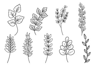 Exquisite Collection of Minimalistic Line Art: Captivating Hand-Drawn Leaves and Branches for Artistic Inspiration