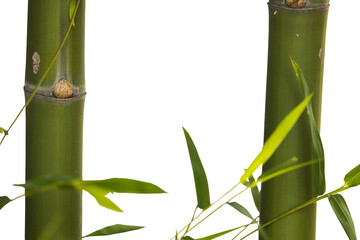 background texture nature bamboo tree with leaf herbal flora of asia decoration postcard style 