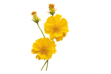 yellow flowers cosmos arrangement flat lay postcard style