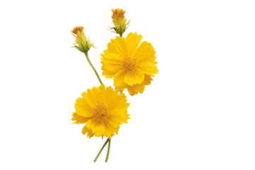 Fotobehang Bloemen yellow flowers cosmos arrangement flat lay postcard style  © phenphayom