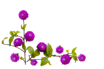 purple flowers globe amaranth local flora of asia arrangement flat lay postcard style 