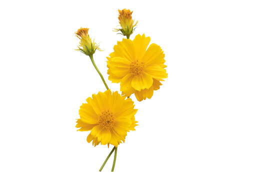 Fototapeta yellow flowers cosmos arrangement flat lay postcard style