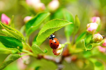 ladybug moving from an unopened apple blossom bud to green leaf on tree branch. Selective focus