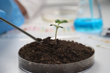 Scientist takes sample of soil from container with sprout