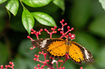 butterfly on flower