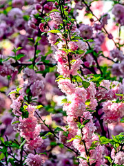 Fototapeta premium first cherry blossoms bloomed in the garden