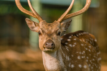 Male spotted deer in captivity