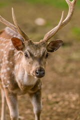 Male spotted deer in captivity