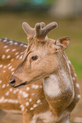Male spotted deer in captivity