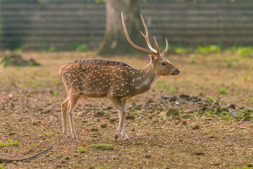 Male spotted deer in captivity