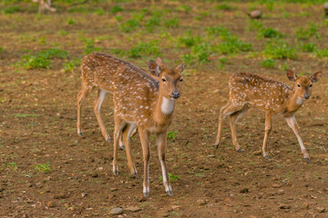 Deer in captivity, spotted deer in captivity, female and male deer, animal closeup