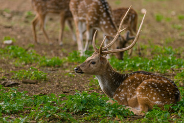 Male spotted deer in captivity