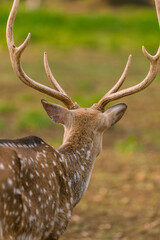 Male spotted deer in captivity