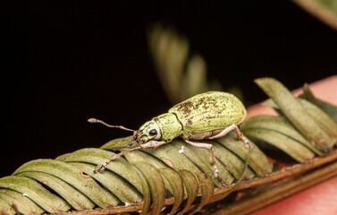 green macro weevil insect from costa rica