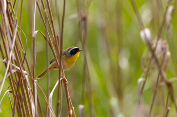 Common Yellowthroat in the grass