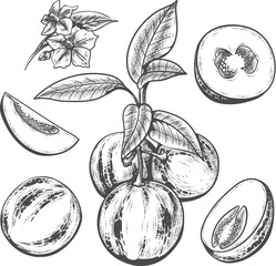 Pepino fruit engraving