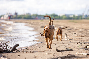 Two brown bloodhounds run along the beach of the river